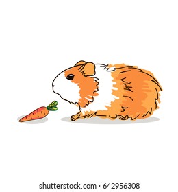 Guinea pig with an orange coat color. Pets.