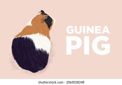 The guinea pig is plump. Vector illustration of a guinea pig with colorful fur for a pet store. Pets poster for child. Rodent feed packaging concept. Making a postcard or advertisement 