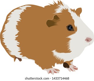 Guinea Pig Realistic Vector Illustration Stock Vector (Royalty Free ...