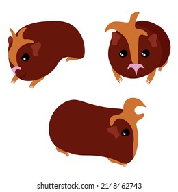 Guinea pig set, cute brown color mammal in various poses vector illustration for design 