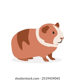 Guinea pig simple vector illustration. Dutch guinea pig cartoon clipart, animal in flat style. Farm animals concept, rural farming. Livestock animal guinea pig vector design isolated on white