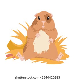 Cobaya sentada en un manojo de heno. Lindo retrato frontal de roedor divertido perezoso relajante, doméstico alegre gordo cavy con cabeza y patas adorables peludas, Pequeña Ilustración vectorial de dibujos animados de animales de bebé