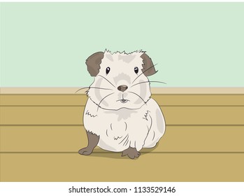 guinea pig sitting in a room, vector
