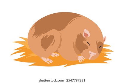 Guinea pig sleeping on hay bedding. Funny lazy adorable fat animal lying down to sleep on bed of dry grass in bedtime, portrait of brown rodent character enjoying nap time cartoon vector illustration