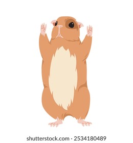 Porco-da-índia de pé com patas para cima. Engraçado bebê animal mostrando barriga peluda gorda, retrato frontal de hamster doméstico de ondulado ou marrom, roedor pouco fofo com ilustração do vetor do desenho animado pose cômico