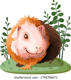 Guinea pig. Vector illustration. Cavia porcellus.