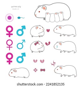 Guinea pig vector illustration set (breeding, courting, broken heart, aggressive)