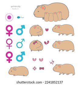 Guinea pig vector illustration set (breeding, courting, broken heart, aggressive)