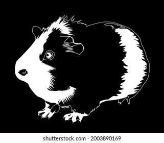 guinea pig white on black background