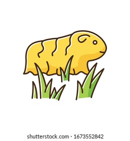 Guinea pig yellow RGB color icon. Shaggy rodent in grass. Pocket pet. Adorable domestic cavy in fresh air. Cute little cavia. Local Peruvian wildlife. Isolated vector illustration