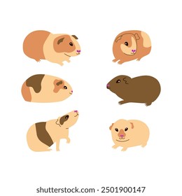 Guinea pigs, flat vector illustration, different guinea pig breeds set, cute rodent clipart on white background