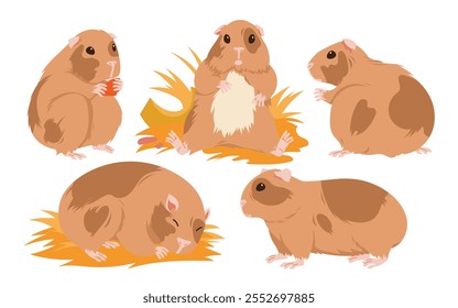 Guinea pigs with funny poses set. Cute domestic baby guinea pig sleeping on hay bedding, fluffy cavy character sitting and standing, furry animal eating food of rodent cartoon.