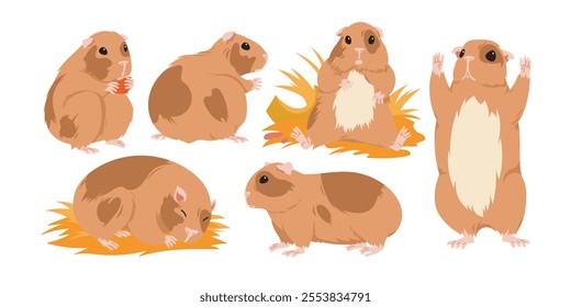 Guinea pigs with funny poses set. Cute domestic baby guinea pig sleeping on hay bedding, fluffy cavy character sitting and standing, furry animal eating food of rodent cartoon vector illustration