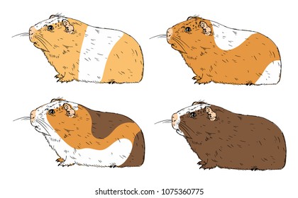 Guinea pigs isolated on white background. Colorful guinea pig. Cute cartoon guinea pig. Perfect for kids, fabric, textile, wallpaper.