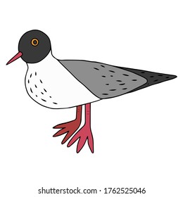 gaviota con cabeza negra y patas rojas