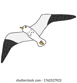 gull with black wings is flying