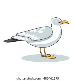 Gull flight bird and seabird gull. ?artoon looking gull. Sea gull, isolated on white background. Herring Gull for your journal article or encyclopedia.