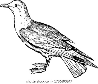 Gull is a long-winged web-footed seabird in the family Laridae, also known as Seagull, vintage line drawing or engraving illustration