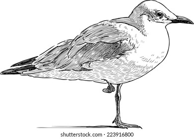 gull on the one leg