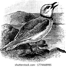 A gull perched on a rock by the ocean, with the bills opened and looking into the sky. They have a ring-like shape, around their neck, vintage line drawing or engraving illustration.