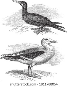 Gull and seagull, From the Dictionary of Word and Things, 1888.