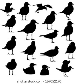 Gull Silhouette 