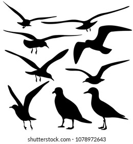 Gull Silhouette, vector