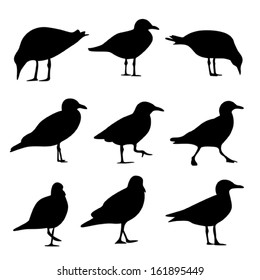 Gull Silhouette, Vector