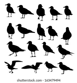 Gull Silhouette, Vector