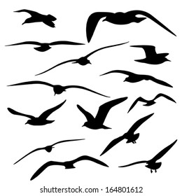 Gull Silhouette, Vector 