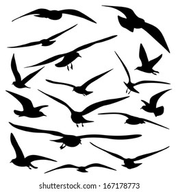 Gull Silhouette, vector