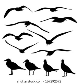 Gull Silhouette, vector