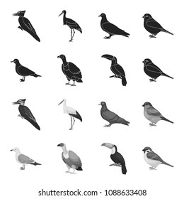 Gull, toucan and other species. Birds set collection icons in black,monochrome style vector symbol stock illustration web.