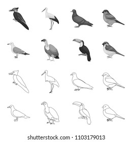 Gull, toucan and other species. Birds set collection icons in outline,monochrome style vector symbol stock illustration web.