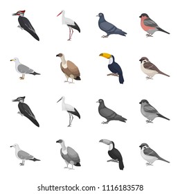 Gull, toucan and other species. Birds set collection icons in cartoon,monochrome style vector symbol stock illustration web.