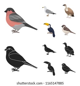 Gull, toucan and other species. Birds set collection icons in cartoon,black style vector symbol stock illustration web.