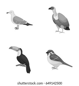 Gull, toucan and other species. Birds set collection icons in monochrome style vector symbol stock illustration web.