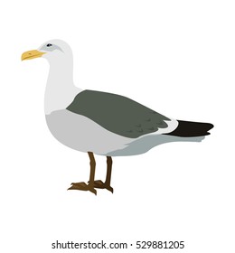 Gull vector. Sea bird wildlife in flat style design. Illustration for prints, vacation advertising, childrens books illustrating. Beautiful Seagull bird seating isolated on white.