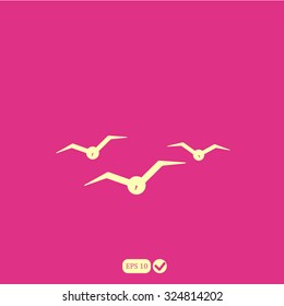 gulls