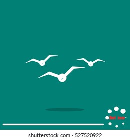 gulls