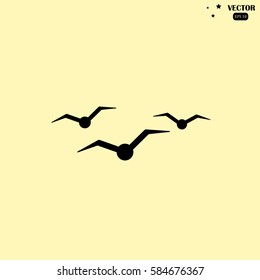 gulls