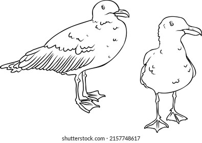 Gaviotas aisladas en el fondo blanco. Ilustración de vectores de línea simple en blanco y negro. Ilustración de vectores de aves marinas