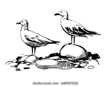 Gulls on a rock. Vector sketch.