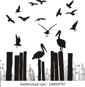 Gulls and pelicans