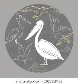 Gulls and pelicans. Vector sketch  illustration.