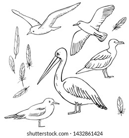 Gulls and pelicans. Vector sketch  illustration.