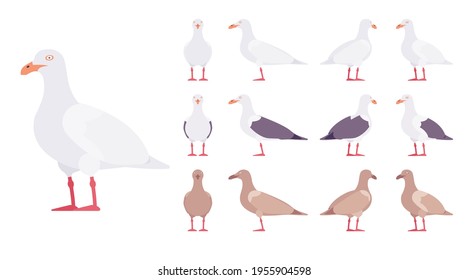 Gulls, seagulls wildlife seabirds and marine set. Wildlife study, ornithology and birdwatching concept. Vector flat style cartoon illustration isolated on white background, different views