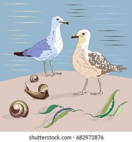 Gulls, seashells, seaweed and sea. Vector 10.