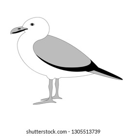 gull,vector illustration ,flat style, profile view