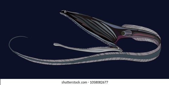  Gulper Eel Vector Image